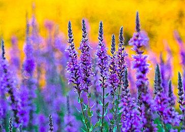 《猎天使魔女》Switch版推出新补丁 增加中文语言支持